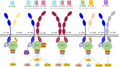 The paradigm of IL-23-independent production of IL-17F and IL-17A and their role in chronic inflammatory diseases